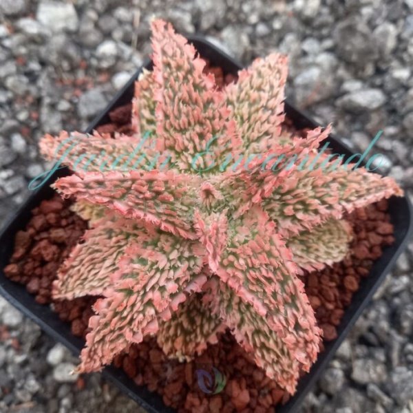 ALOE - 174 -