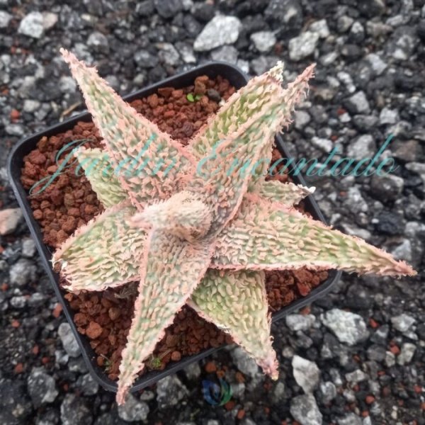 ALOE - 18 -