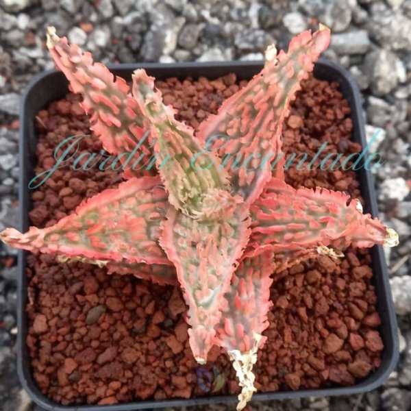 ALOE - 173 -