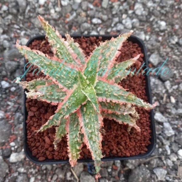 ALOE - 117-