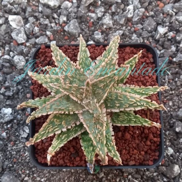 ALOE- 151-
