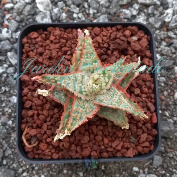 ALOE - 103-