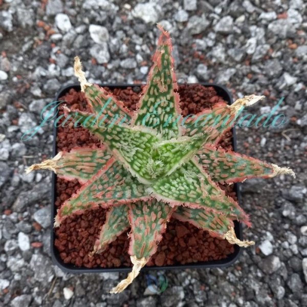 ALOE - 177-