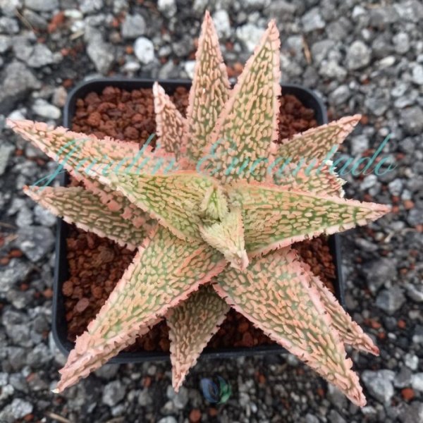 ALOE - 33-