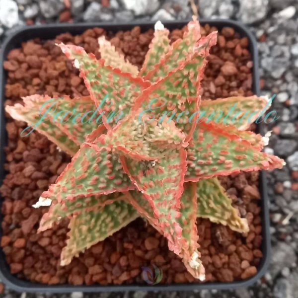 ALOE - 179-