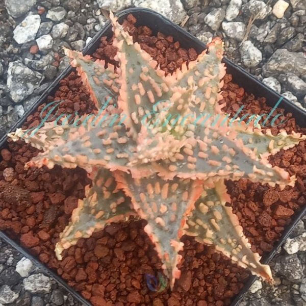ALOE - 49 -