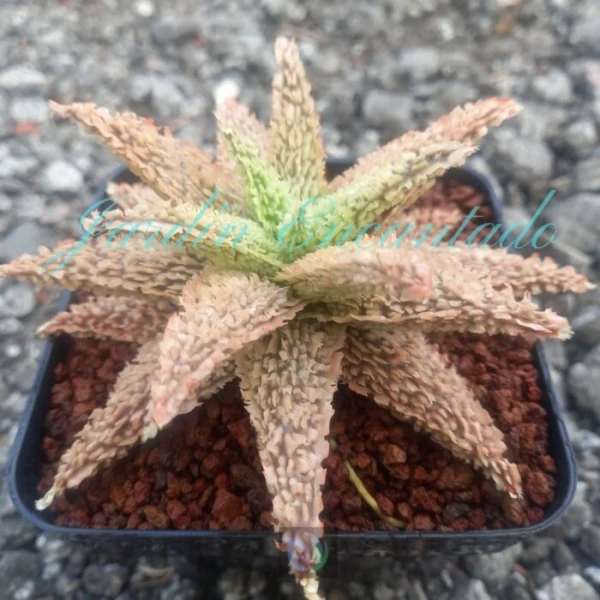 ALOE - 236 - - Image 2