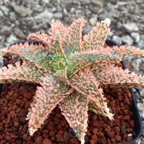 ALOE - 88 - - Image 2