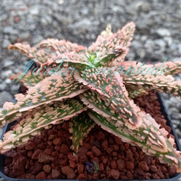 ALOE - 128 - - Image 2