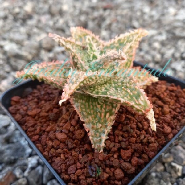 ALOE -149 - - Image 2