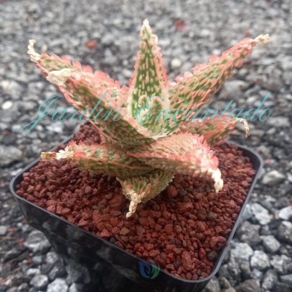 ALOE -181 - - Image 2