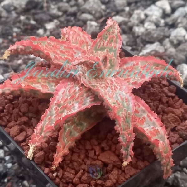 ALOE - 92 - - Image 2