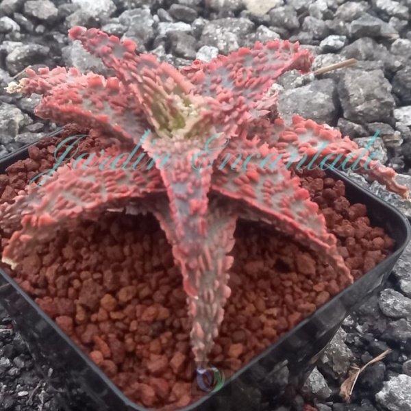 ALOE - 100 - - Image 2