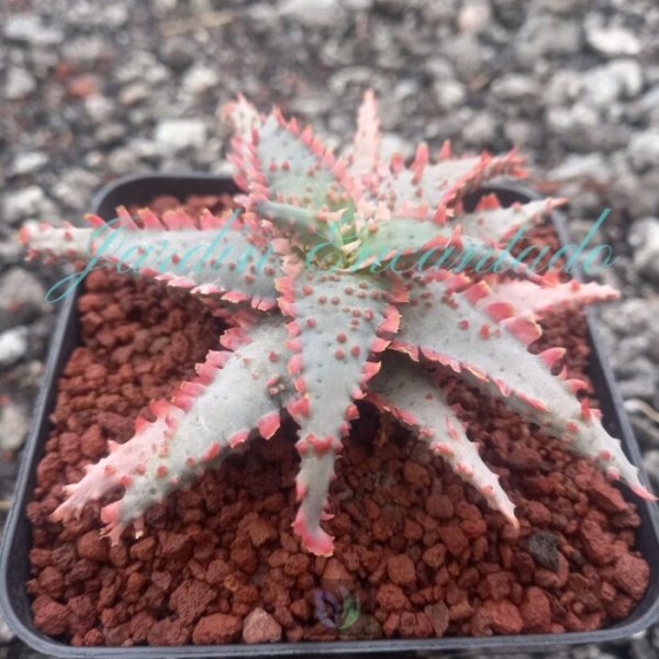 ALOE - 115 - - Image 2
