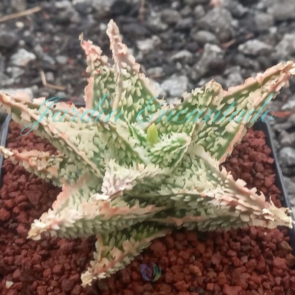 ALOE -126 - - Image 2