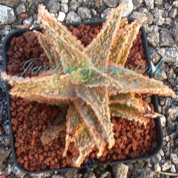 ALOE - 58 - - Image 2