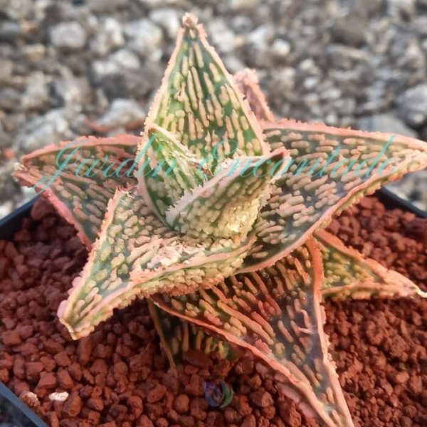 ALOE - 85 - - Image 2