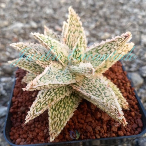 ALOE - 233- - Image 2