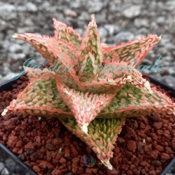 ALOE-133- - Image 2