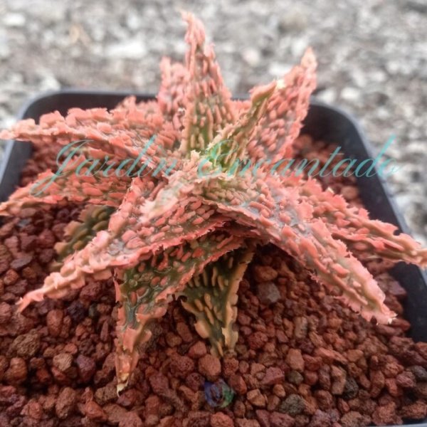 ALOE - 63 - - Image 2