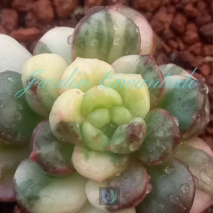 SV PINK RUBI VARIEGADA- B- - Image 2
