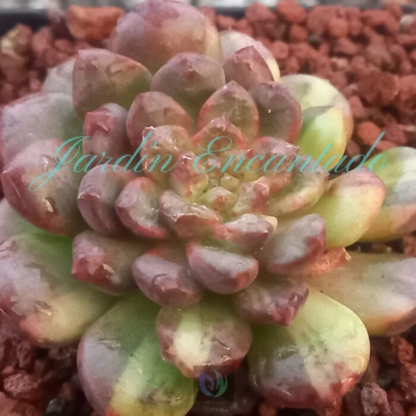 SV PIN RUBY VARIEGADA - C- - Image 2