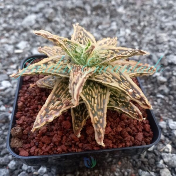 ALOE - 162 - - Image 2