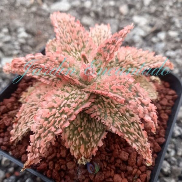 ALOE - 174 - - Image 2