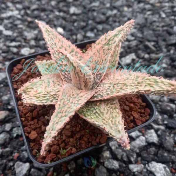 ALOE - 18 - - Image 2