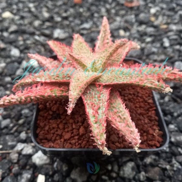 ALOE - 247 - - Image 2