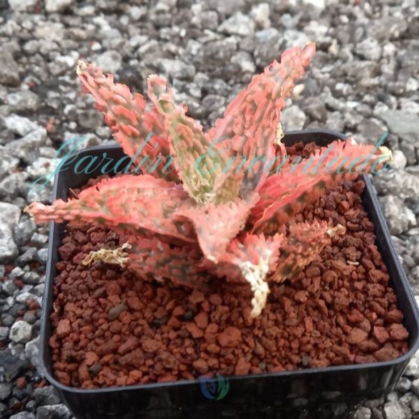 ALOE - 173 - - Image 2