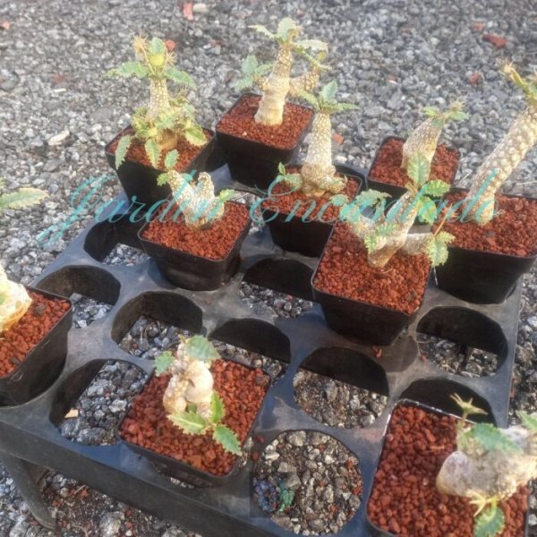 DORSTENIA HORWOODII - Image 2