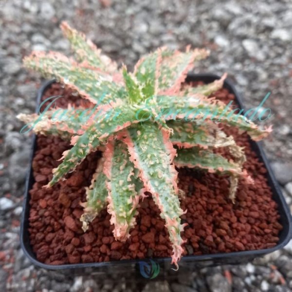 ALOE - 117- - Image 2