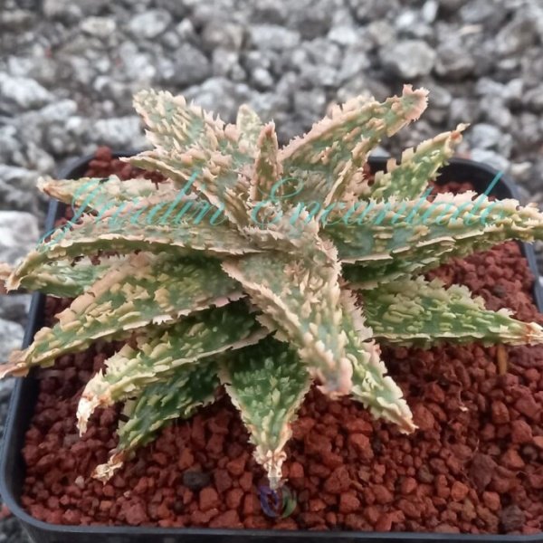 ALOE- 151- - Image 2