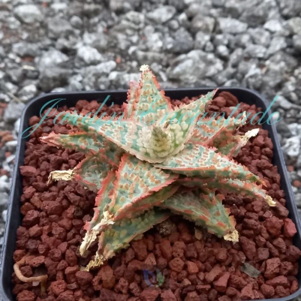 ALOE - 103- - Image 2