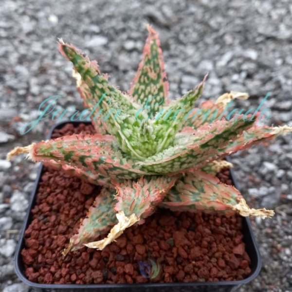 ALOE - 177- - Image 2