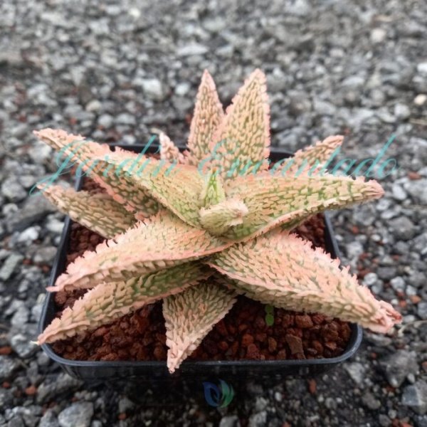 ALOE - 33- - Image 2