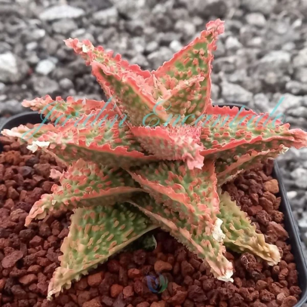 ALOE - 179- - Image 2