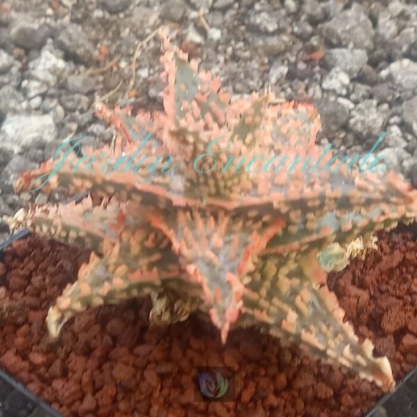 ALOE - 49 - - Image 2
