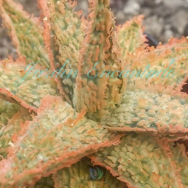 ALOE - 64 - - Image 3
