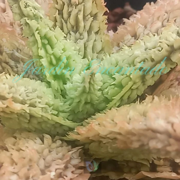 ALOE - 236 - - Image 3