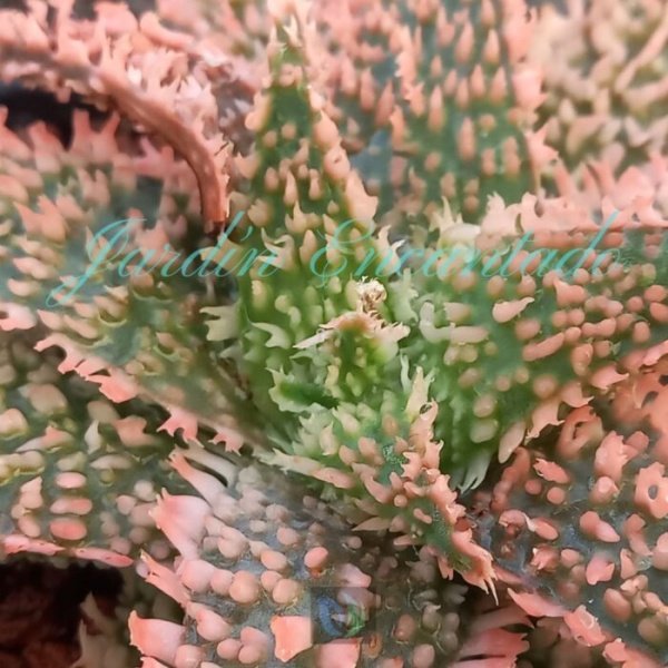 ALOE - 88 - - Image 3
