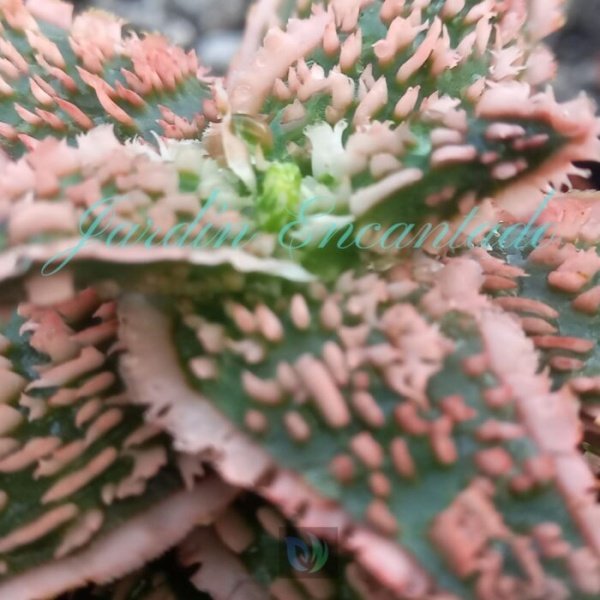 ALOE - 128 - - Image 3