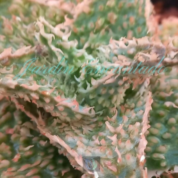 ALOE -149 - - Image 3