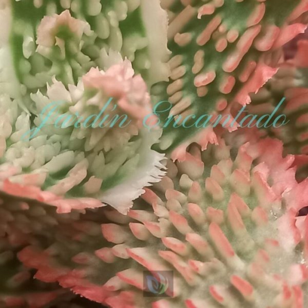 ALOE -181 - - Image 3