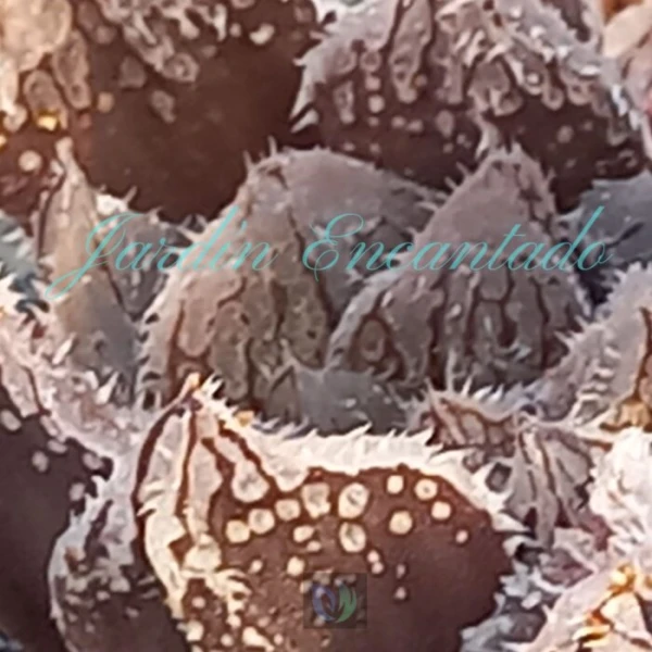 MAGIC THORN - Image 3
