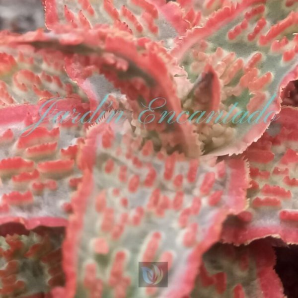 ALOE - 92 - - Image 3