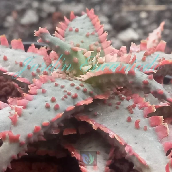 ALOE - 115 - - Image 3