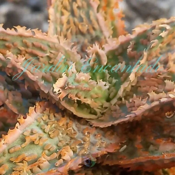 ALOE - 58 - - Image 3