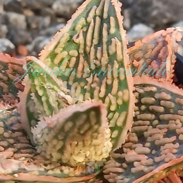 ALOE - 85 - - Image 3